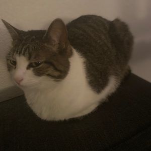 Meet your Posher, Josh